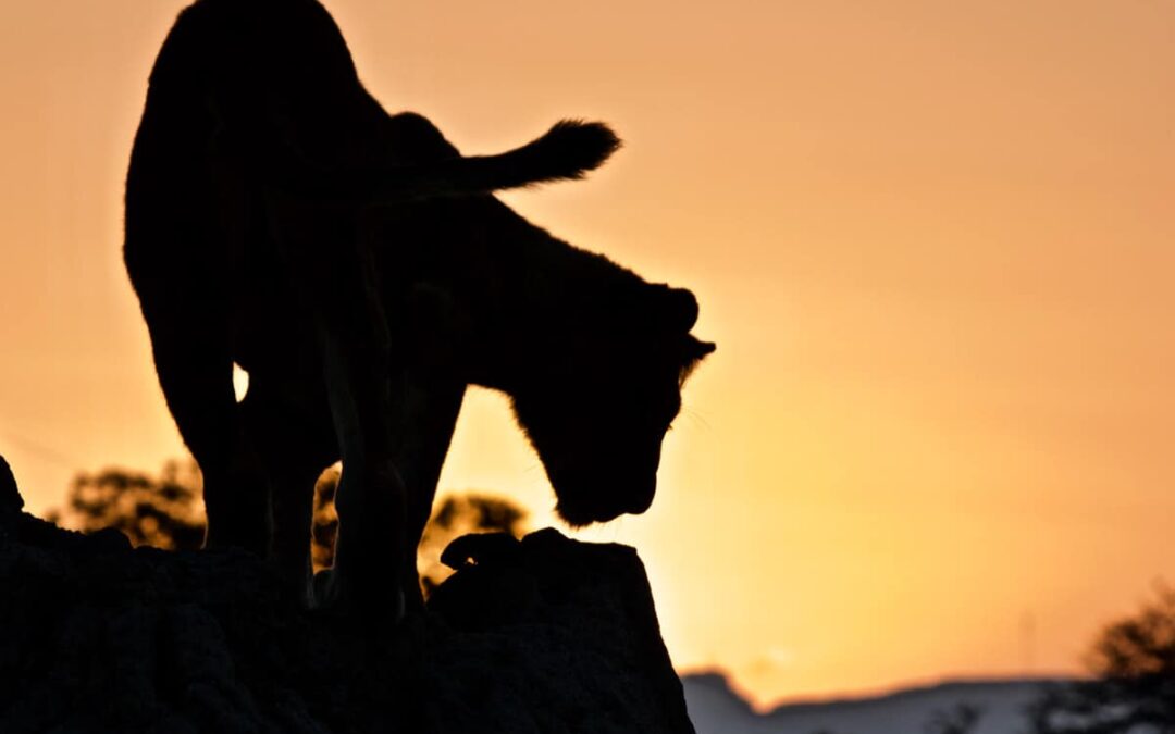 CAPE TOWN E SAFARI – RESERVA PRIVADA KAPAMA
