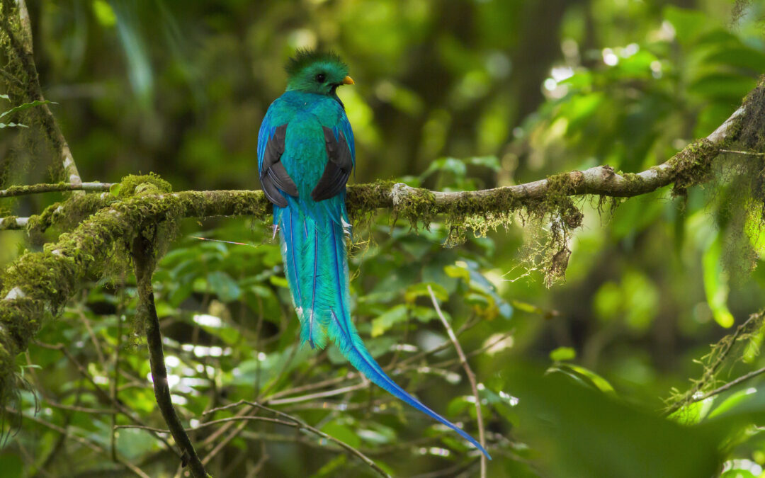 Costa Rica – Birdwatching – 9 noites com Transfers