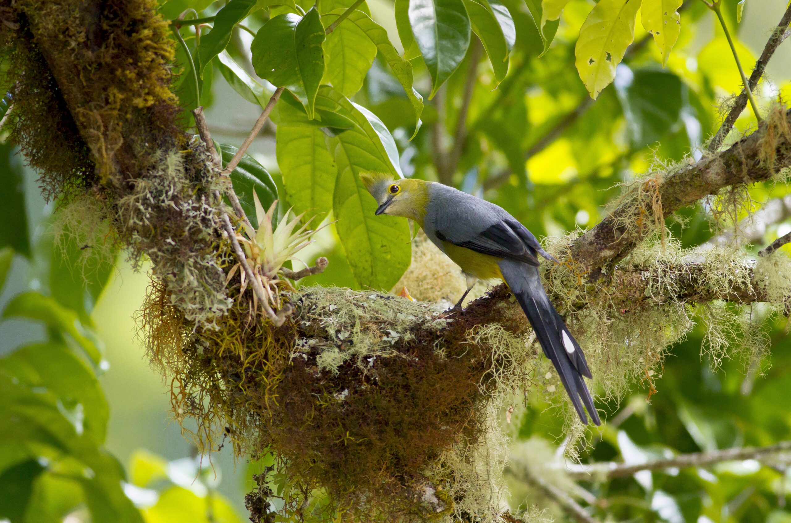 Costa Rica – Birdwatching – 10 noites com carro Toyota Cross